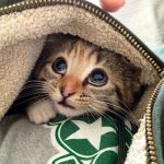 cutest-kittens-40