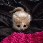 cutest-kittens-5