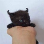 cutest-kittens-6