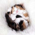 cutest-kittens-7