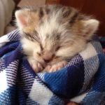 cutest-kittens-8