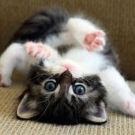 cutest-kittens-9