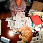 grandpa-cat-10
