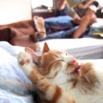 grandpa-cat-11