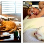 grandpa-cat-feature
