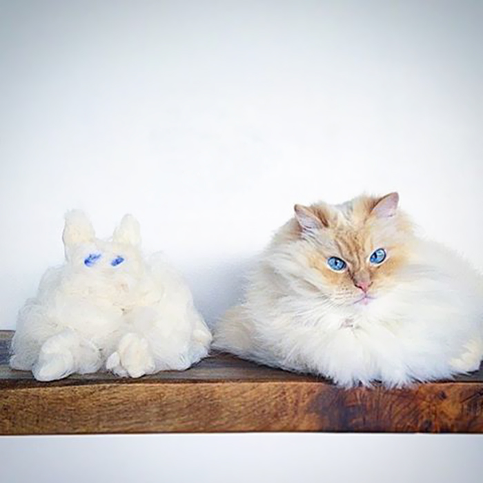 hairy-fluffy-cat-sky-the-ragdoll-12