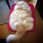 hairy-fluffy-cat-sky-the-ragdoll-4