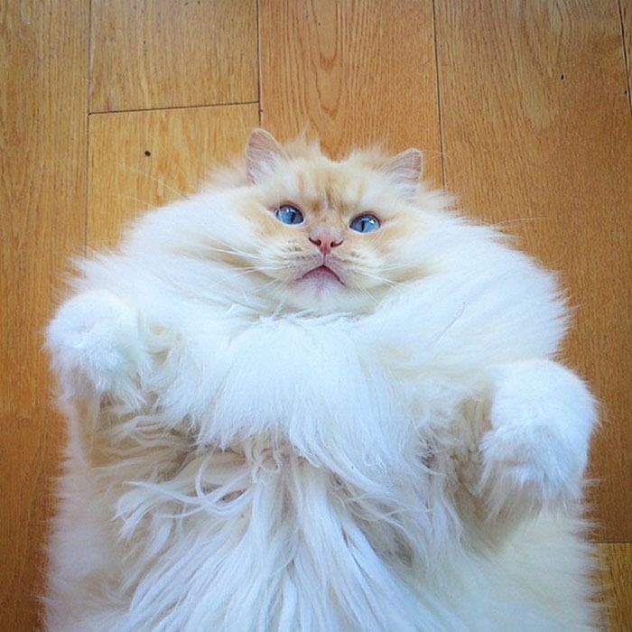 hairy-fluffy-cat-sky-the-ragdoll-5