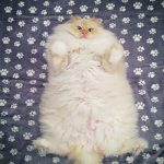 hairy-fluffy-cat-sky-the-ragdoll-6