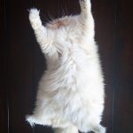 hairy-fluffy-cat-sky-the-ragdoll-8