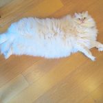 hairy-fluffy-cat-sky-the-ragdoll-9