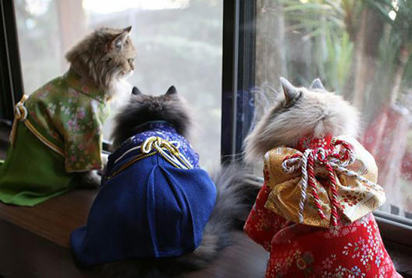 kimono-cats-08