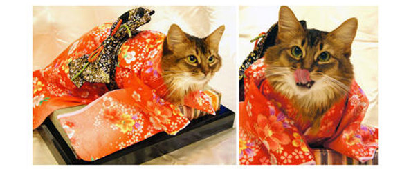kimono-cats-11