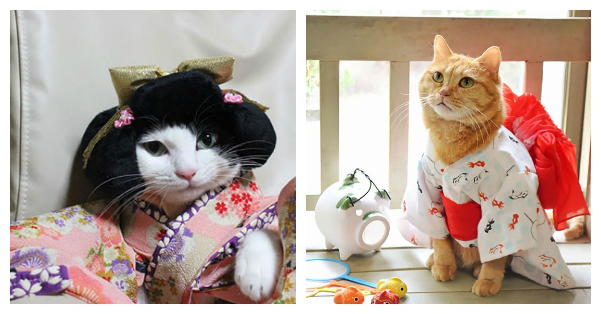 Cats In Japan Are Wearing Kimonos Because It's All The Rage Catlov