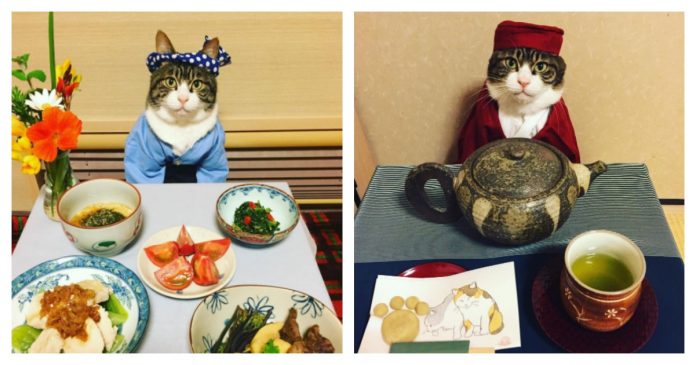 maro-cat-feature