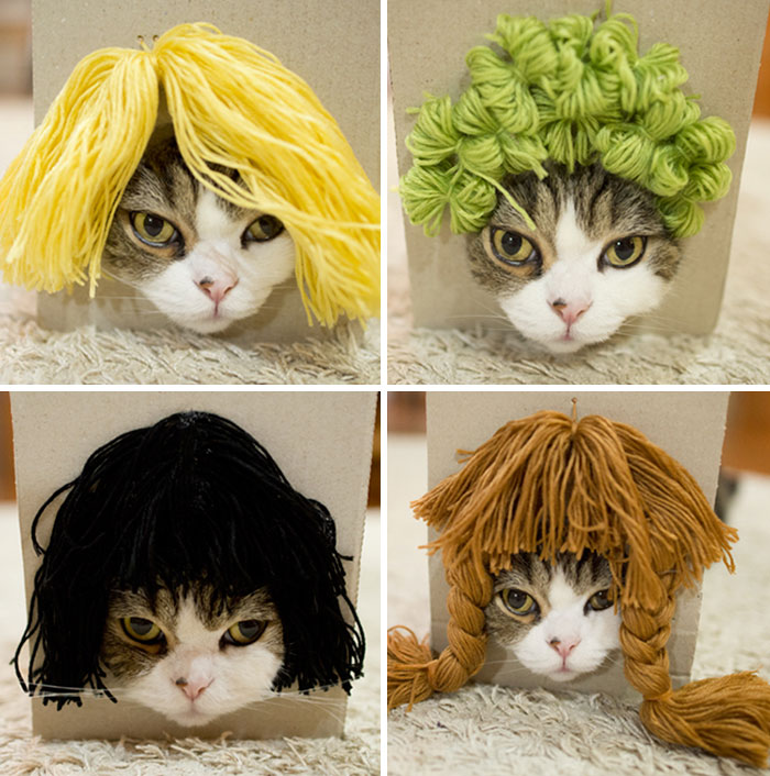 maru-cat-box-hairstyles-1