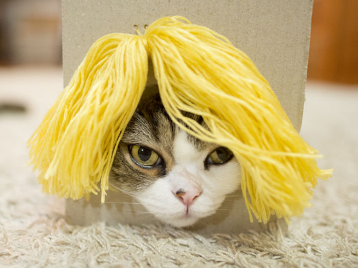 maru-cat-box-hairstyles-2