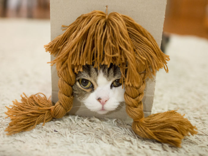maru-cat-box-hairstyles-3