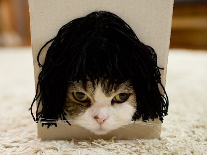 maru-cat-box-hairstyles-4