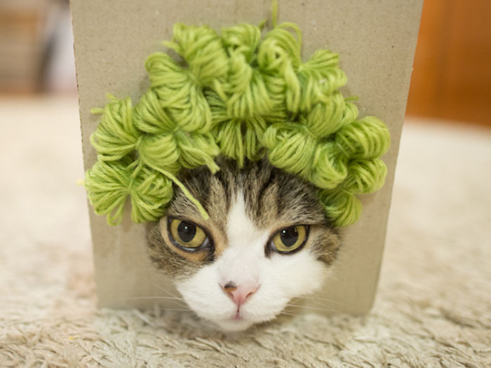 maru-cat-box-hairstyles-5