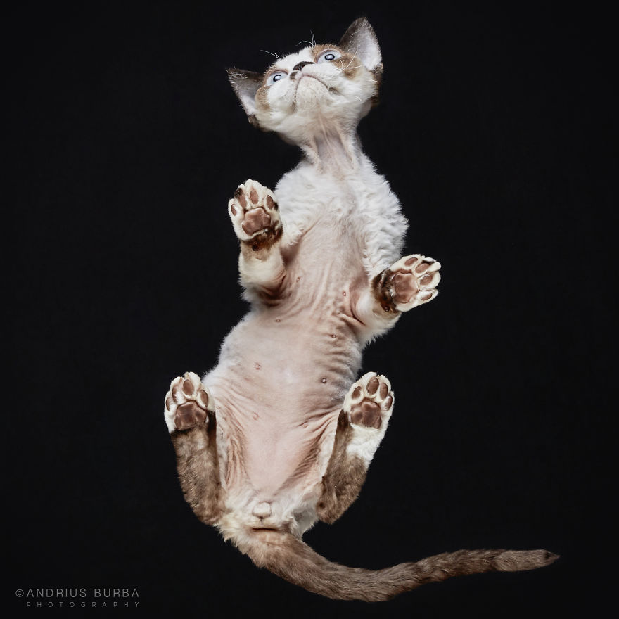 photograph-cats-underneath-10