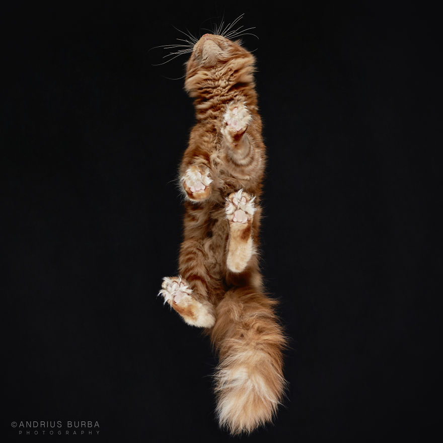 photograph-cats-underneath-11