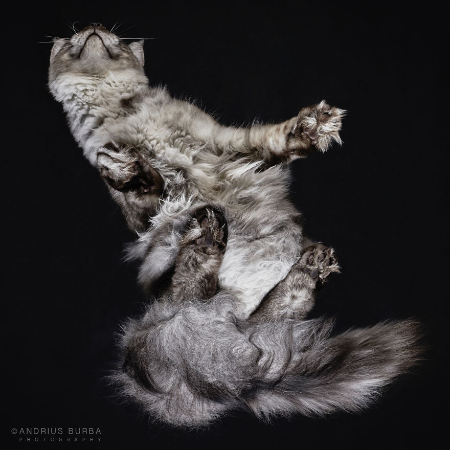 photograph-cats-underneath-12