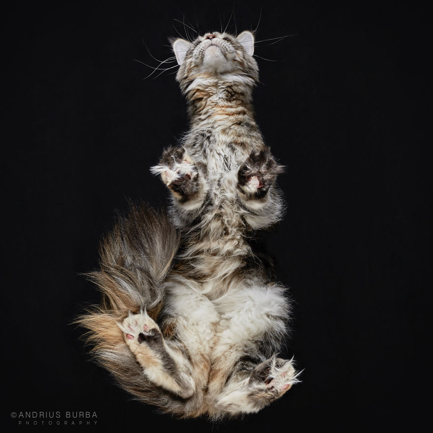 photograph-cats-underneath-17