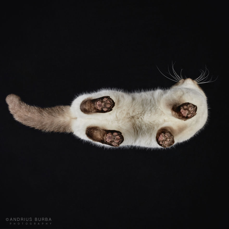 photograph-cats-underneath-2