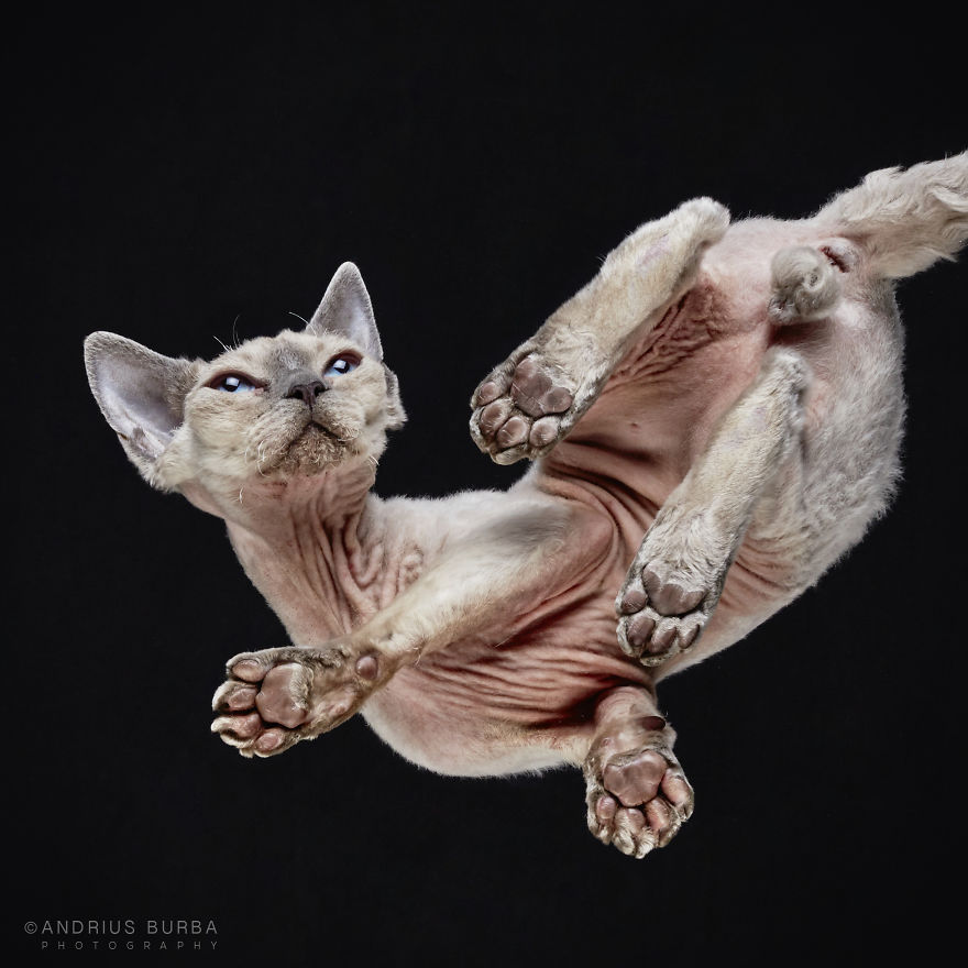 photograph-cats-underneath-20