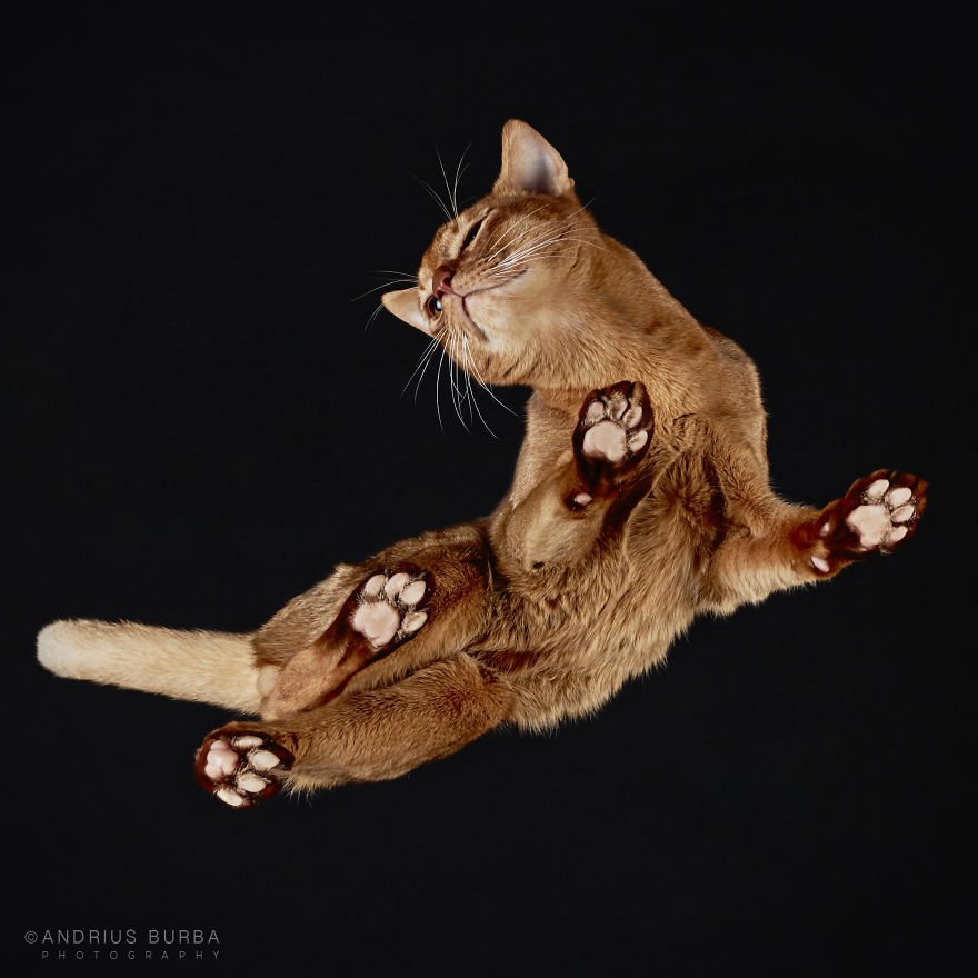 photograph-cats-underneath-21