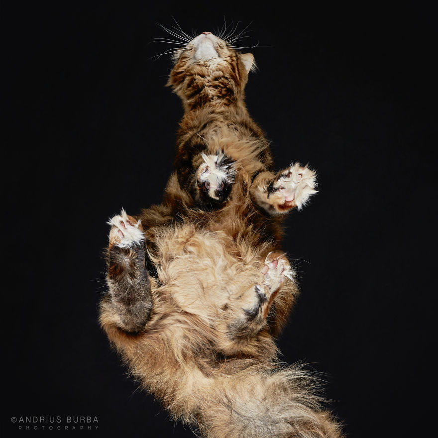 photograph-cats-underneath-24