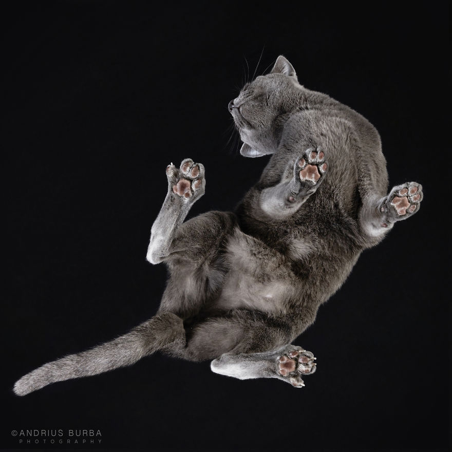 photograph-cats-underneath-25