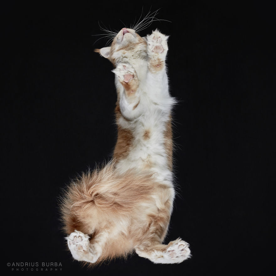 photograph-cats-underneath-26