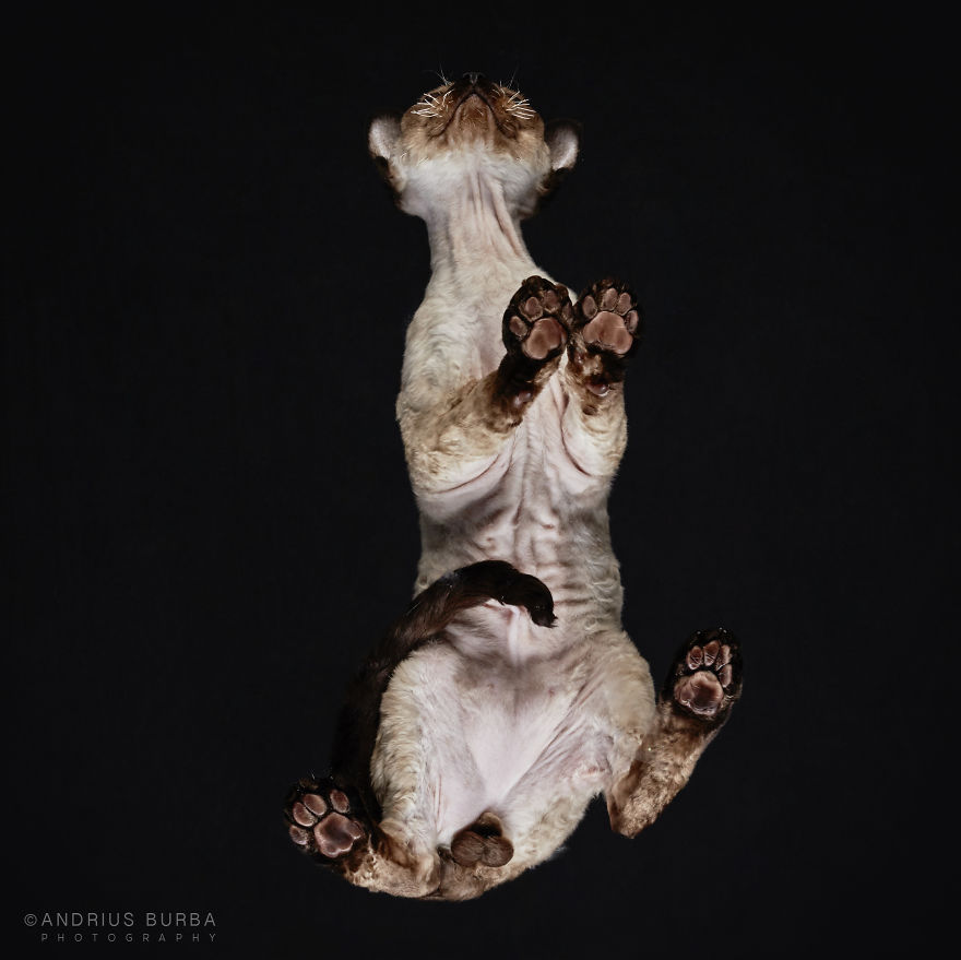 photograph-cats-underneath-27