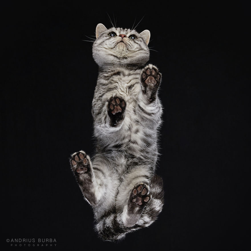 photograph-cats-underneath-3