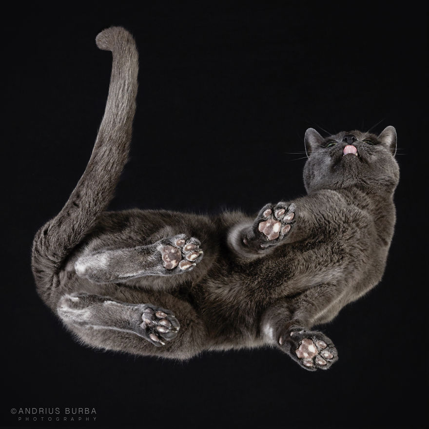 photograph-cats-underneath-7