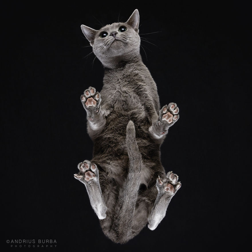 photograph-cats-underneath-8