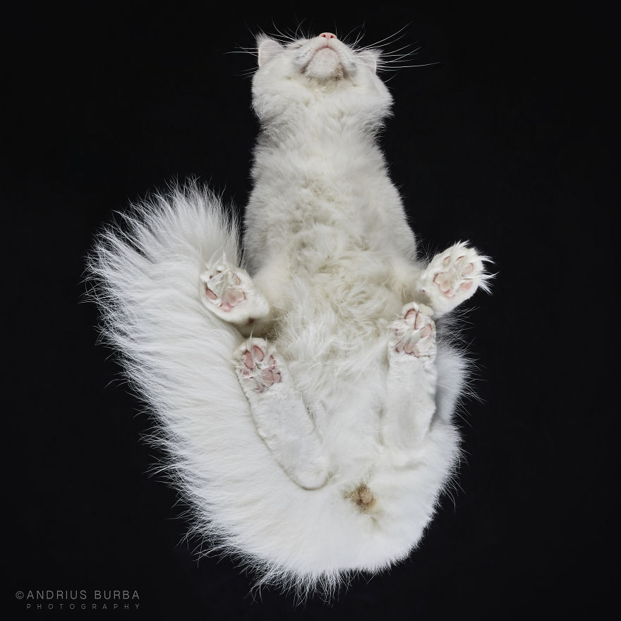 photograph-cats-underneath-9