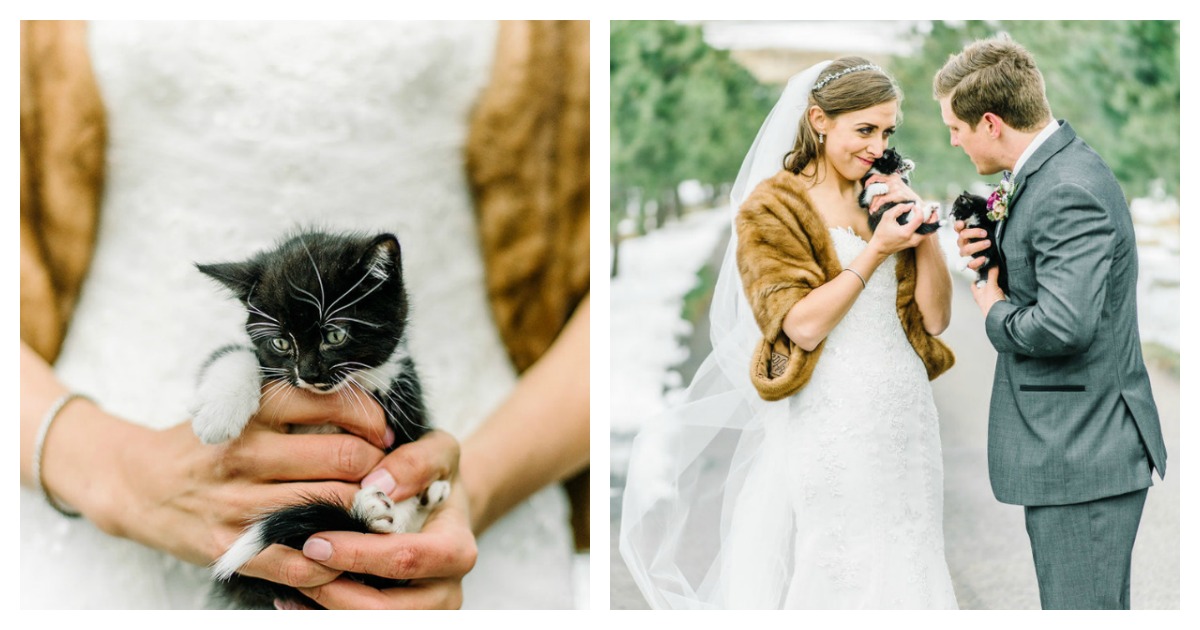 Two Veterinarians Got Married And Had Rescue Kittens At Their Wedding ...