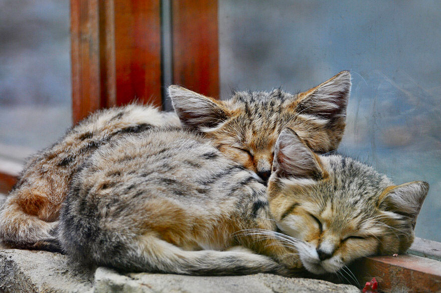 sand-cats-kittens-forever-10