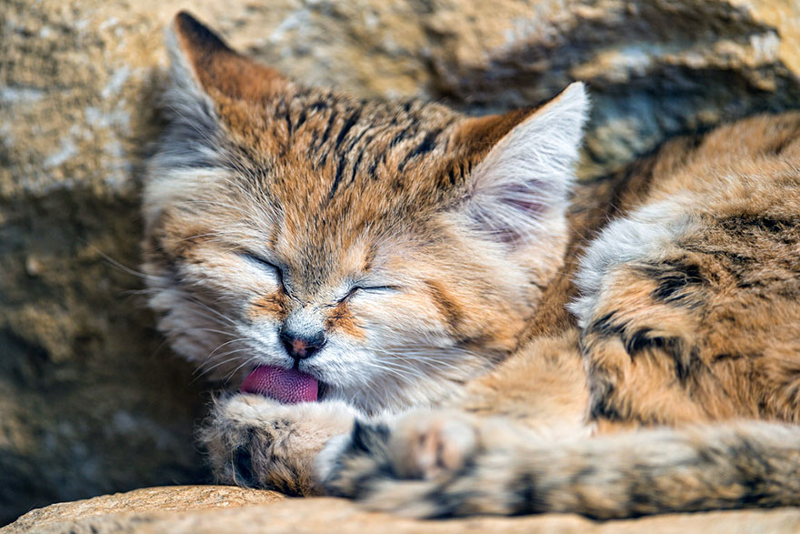 sand-cats-kittens-forever-11