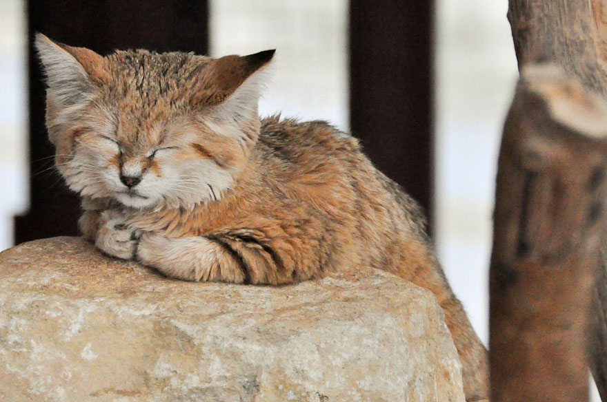 sand-cats-kittens-forever-2