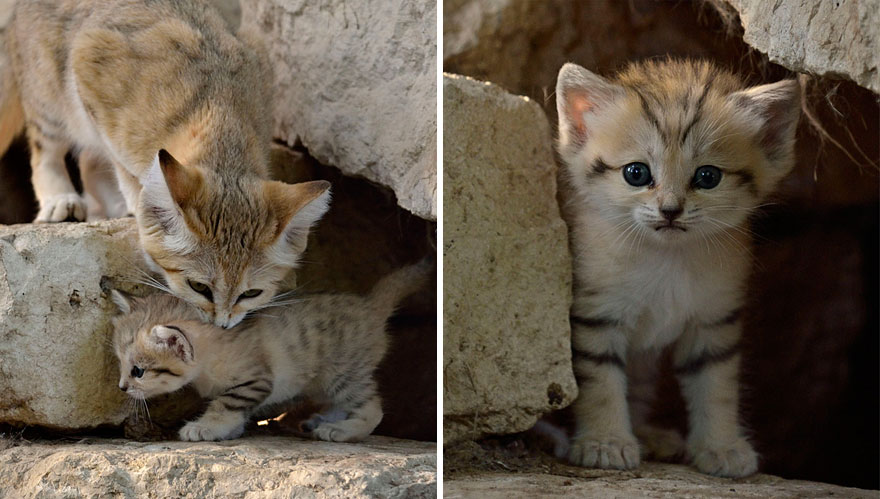 sand-cats-kittens-forever-4