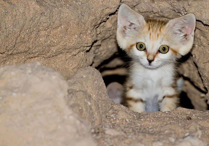 sand-cats-kittens-forever-6