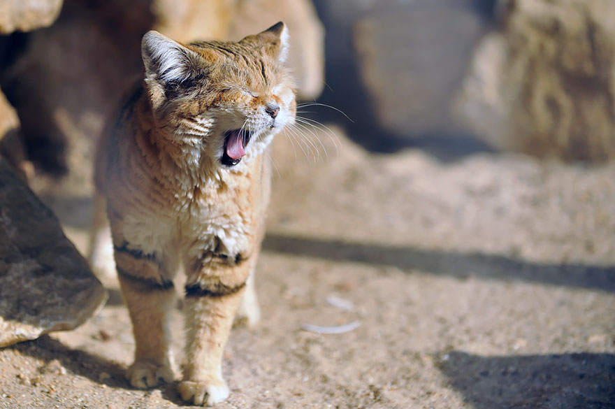 sand-cats-kittens-forever-8