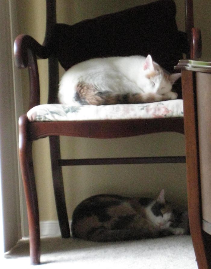 synch-napping-cat-11