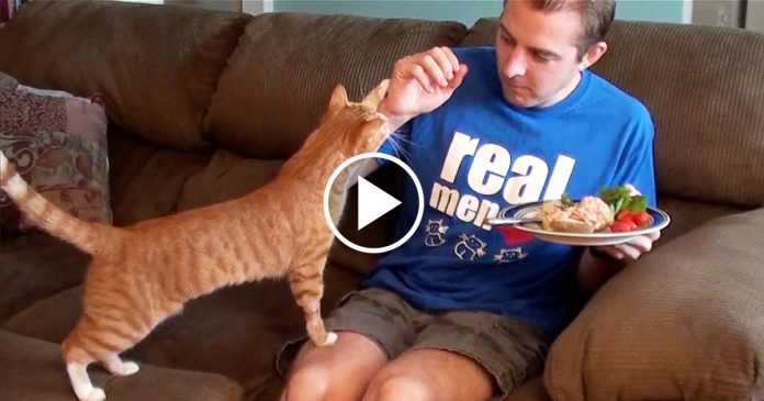 Featured-10-Things-Cat-Owners-Done-FB
