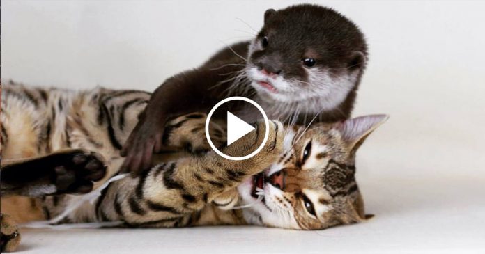 Featured-Bengal-Cat-Otter-FB