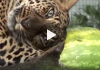 Big Cats Discover Watermelon For The First Time And They Love It!
